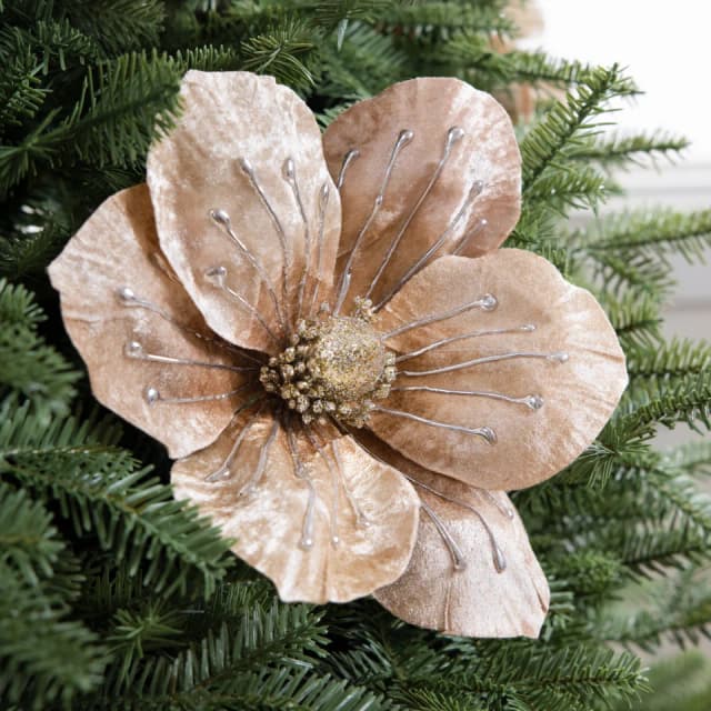Champagne Magnolia Picks